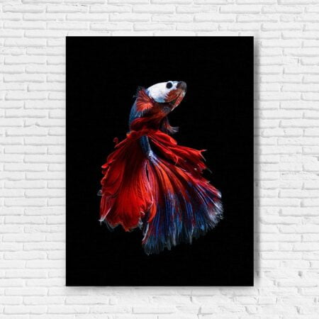 Canvas Siamese Fighting Fish