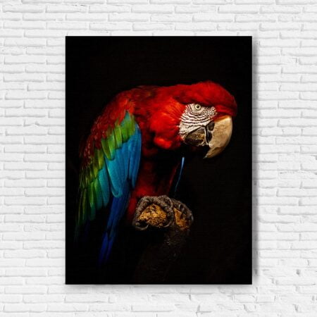 Canvas Colorful Parrot